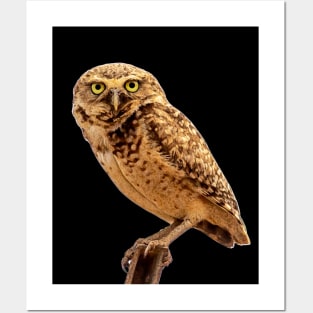 owl Posters and Art